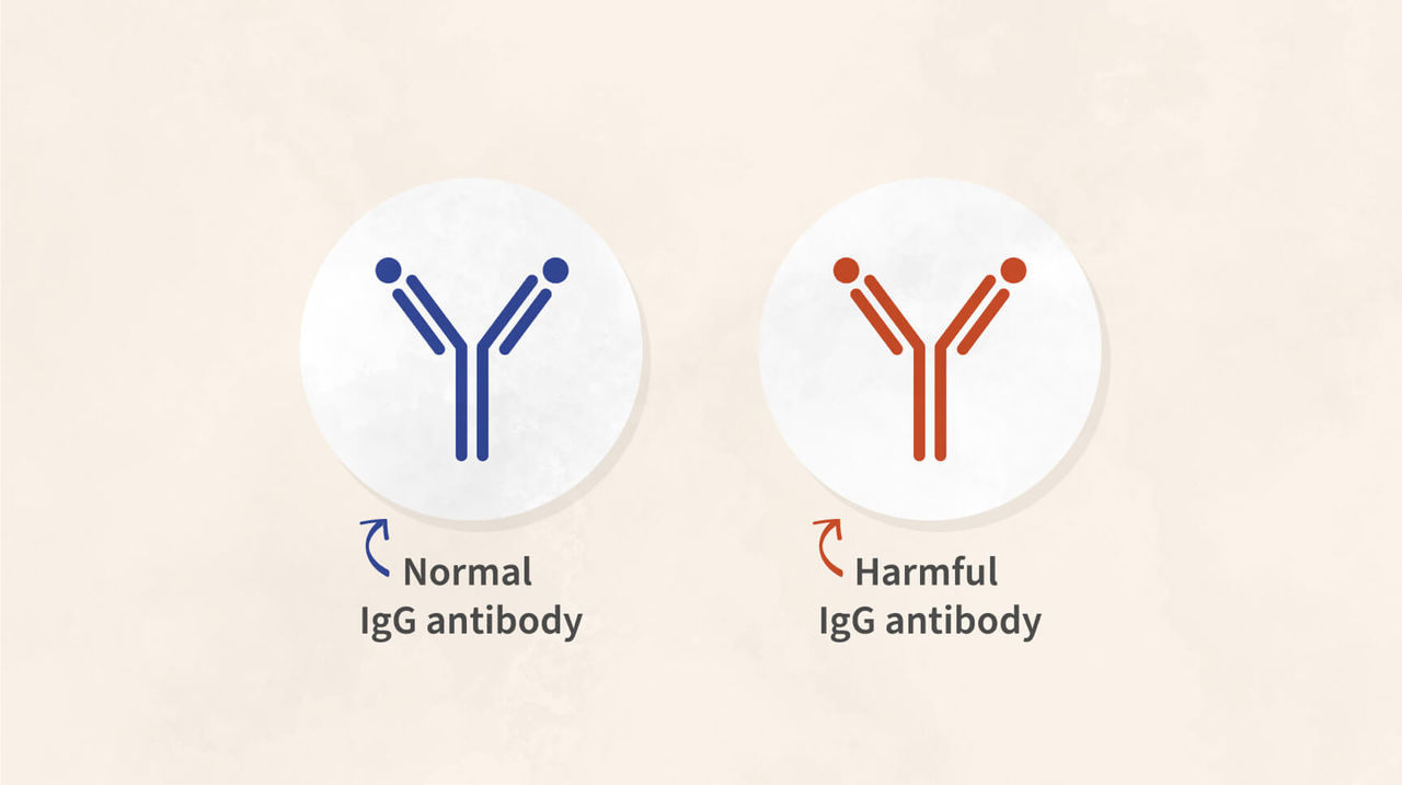 A normal IgG antibody and a harmful IgG antibody.