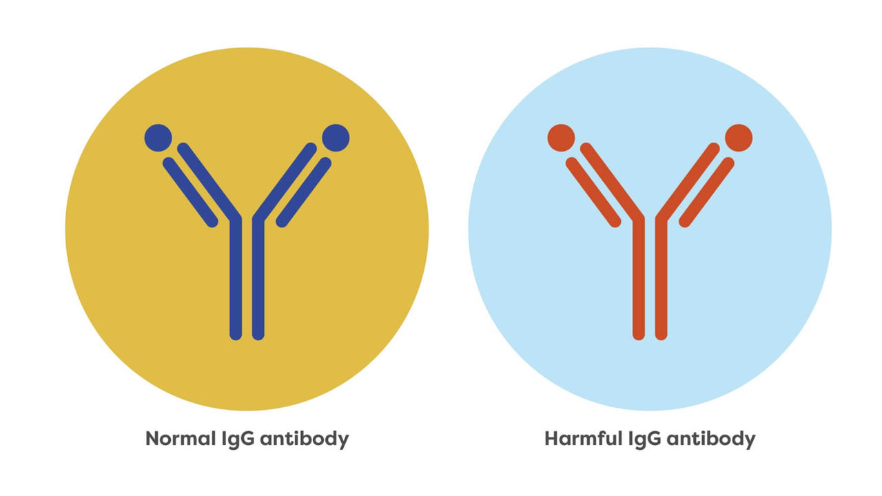 A normal IgG antibody and a harmful IgG antibody.